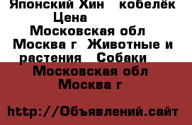 Японский Хин _ кобелёк › Цена ­ 15 000 - Московская обл., Москва г. Животные и растения » Собаки   . Московская обл.,Москва г.